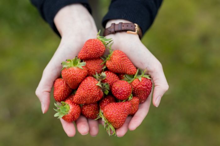 Beneficios de comer fresas