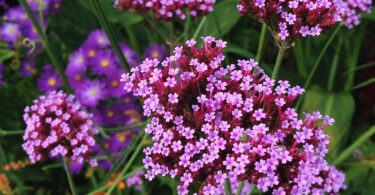 Propiedades y beneficios de la verbena