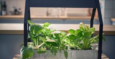 Qué es la hidroponía y plantas para cultivar