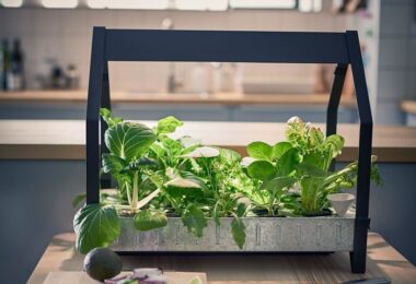 Qué es la hidroponía y plantas para cultivar