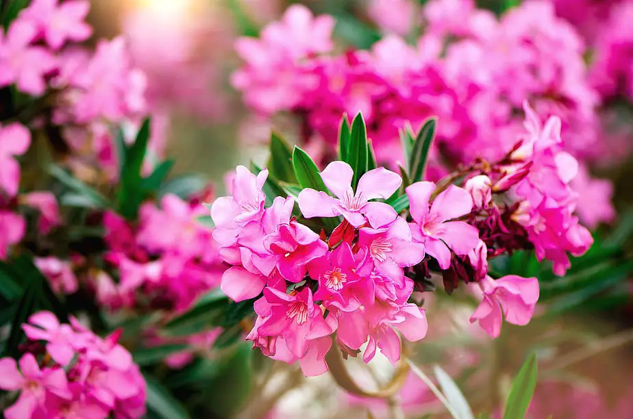 Flores de la planta Adelfa