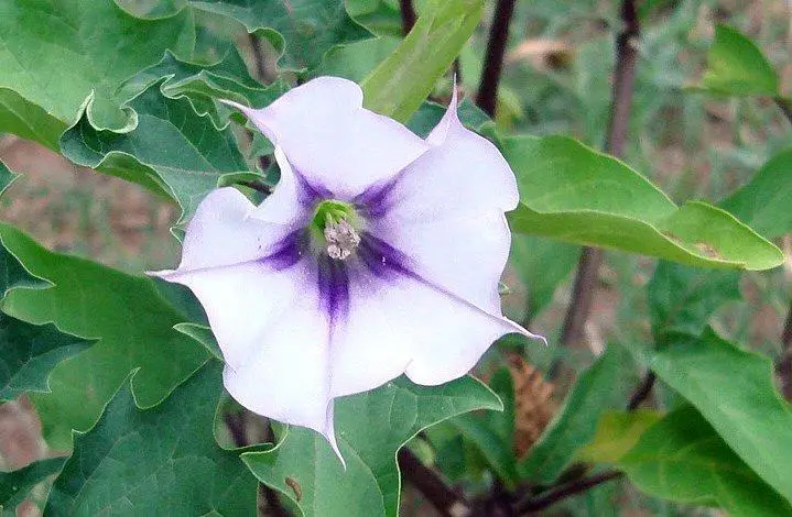 Datura Stramonium una planta que puede resultar muy tóxica