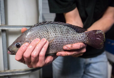 16 tipos de pescado que podrían ser dañinos