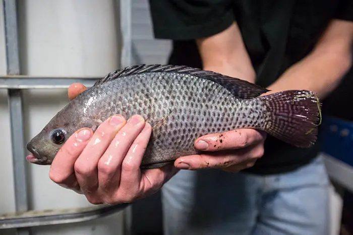 16 tipos de pescado que podrían ser dañinos
