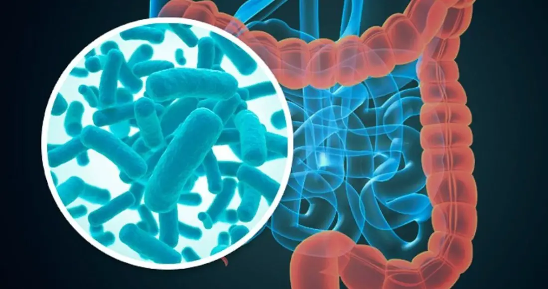 El microbioma y kla calidad del sueño