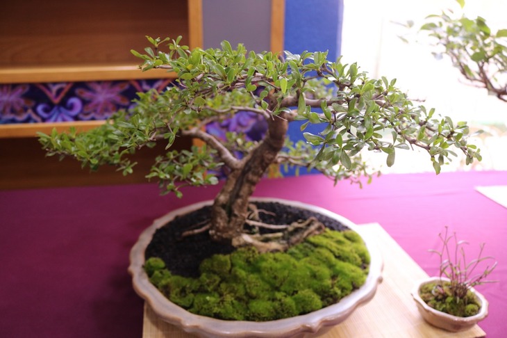 plantas para oficina bonsai