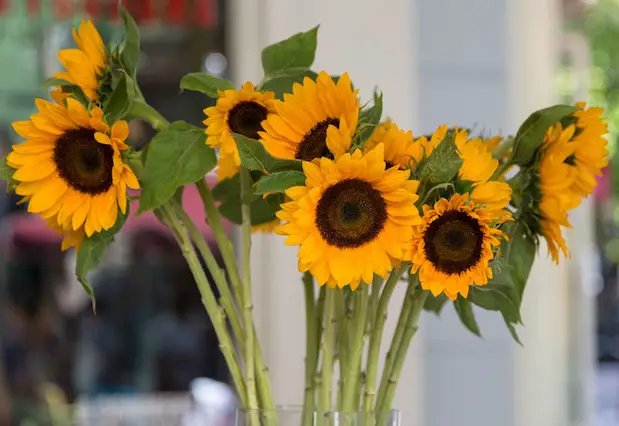 mejorar la salud mental con girasoles