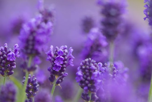 mejorar la salud mental con lavanda