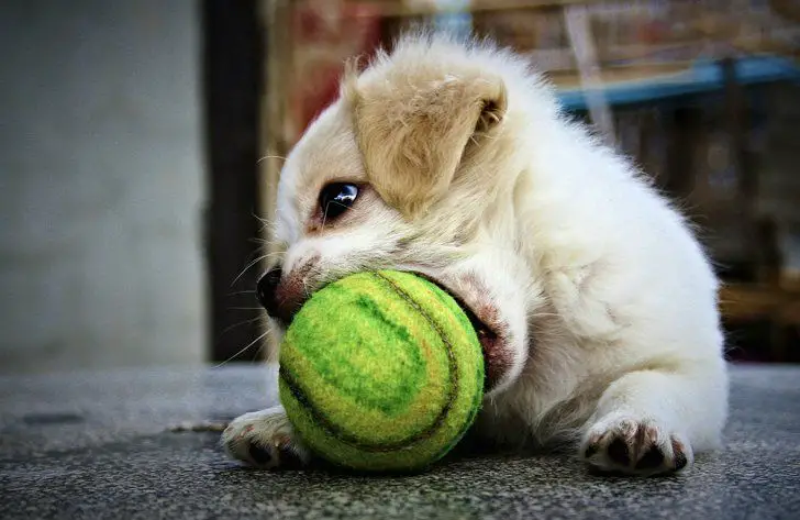 perro está jugando con pelota