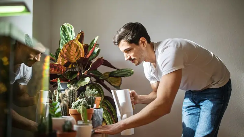 Aprendiendo a cuidar las plantas de interior