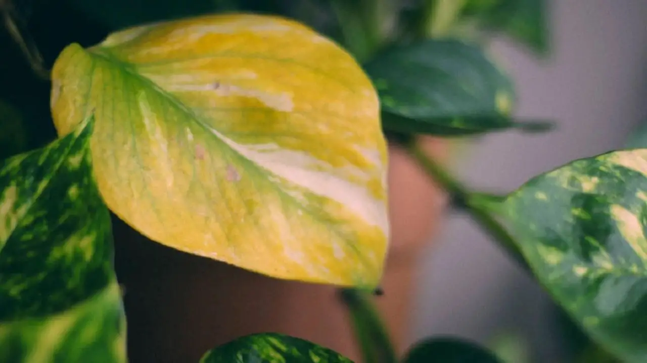 Planta de interior con hojas amarillas