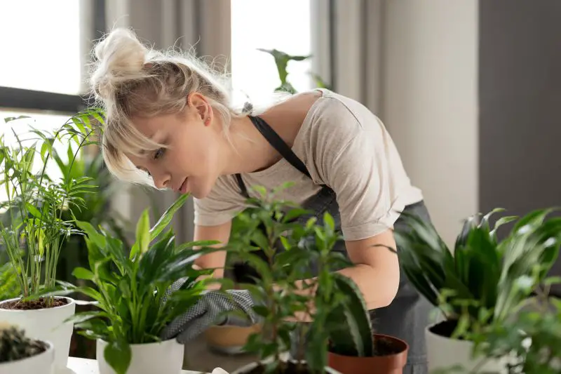 Mujer cuidando y podando las plantas de interior