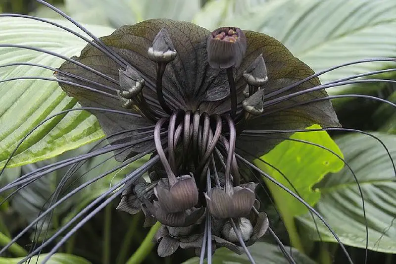 Bat Flower una de las flores oscuras más llamativas