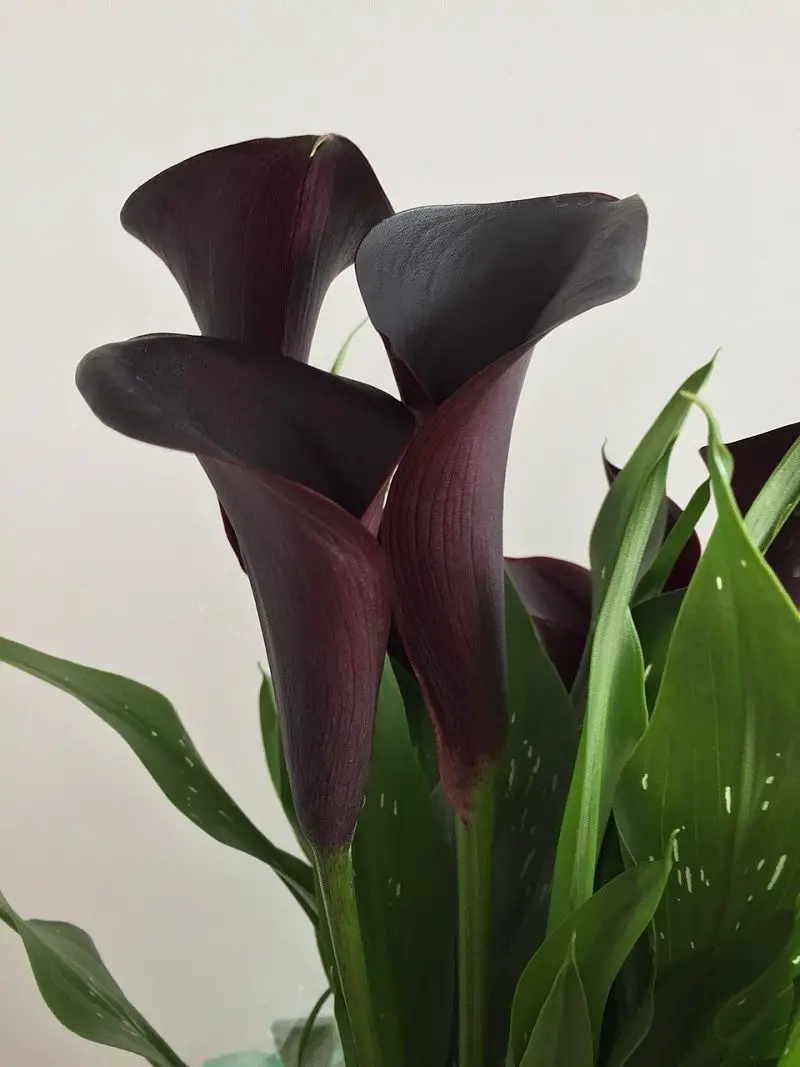 Black Lilies Kala