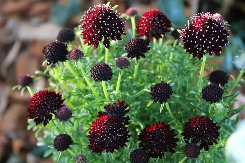 Black Scabioza es una flor oscura con tonos rojizos y azules