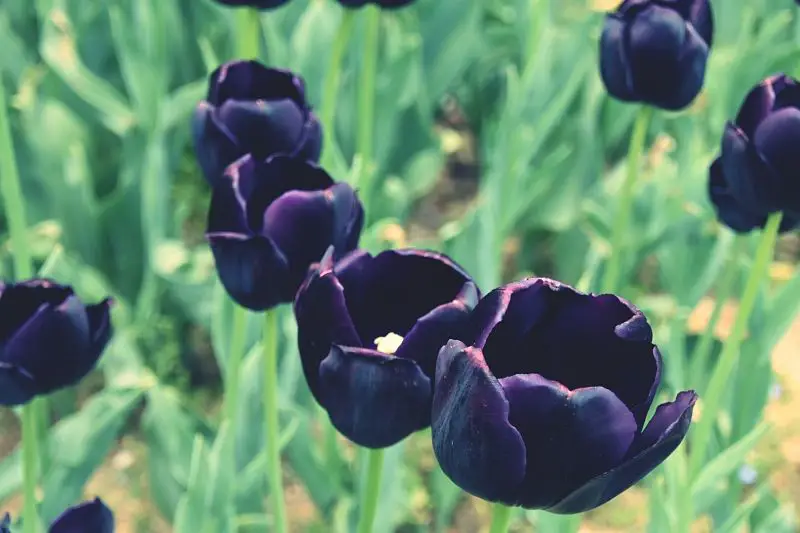 Tulipanes negros para tu jardín