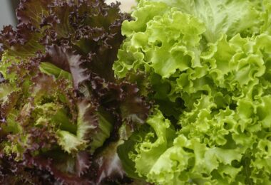 Lechuga roja para mejorar la visión