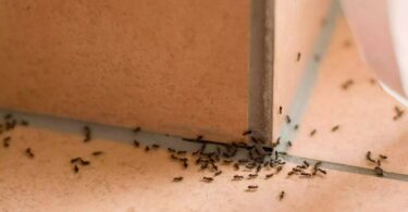 Cómo ahuyentar las hormigas del hogar