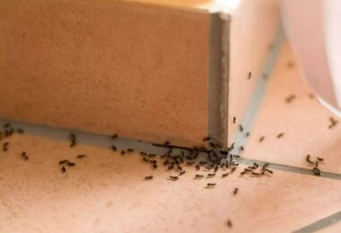 Cómo ahuyentar las hormigas del hogar