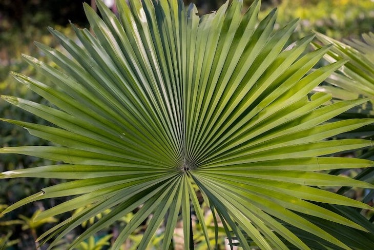 palma enana americana o saw palmetto hierba para salud hormonal