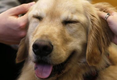 Así es como los perros pueden aliviar el dolor físico y mental