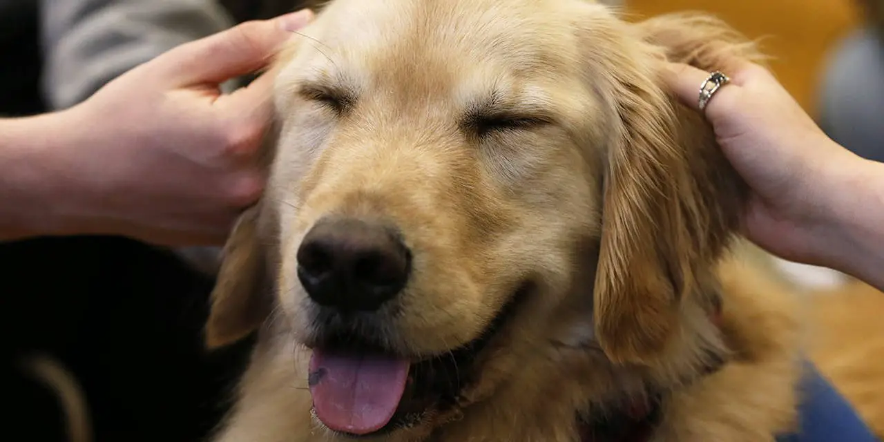 Así es como los perros pueden aliviar el dolor físico y mental