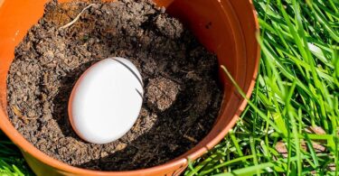 Por qué deberías enterrar un huevo en el jardín