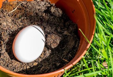 Por qué deberías enterrar un huevo en el jardín