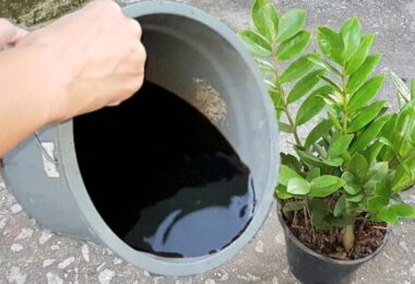 Prepara agua vitaminada para tus plantas