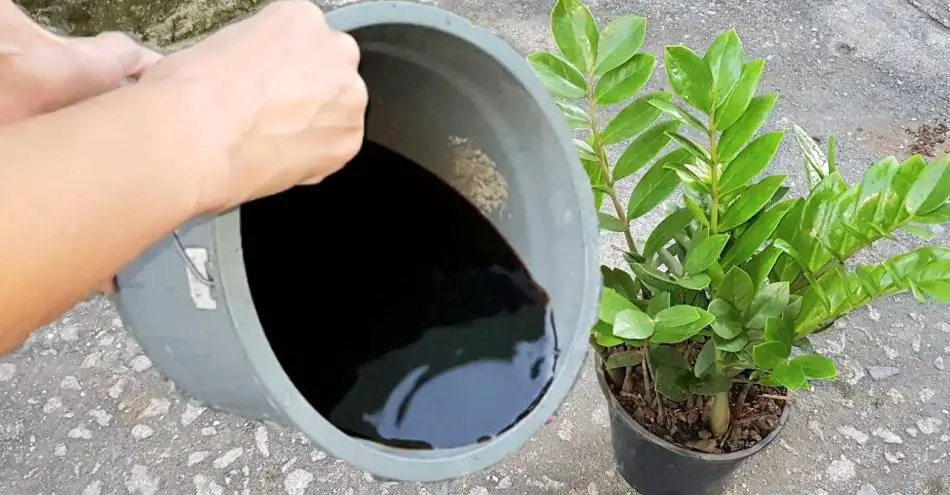 Prepara agua vitaminada para tus plantas