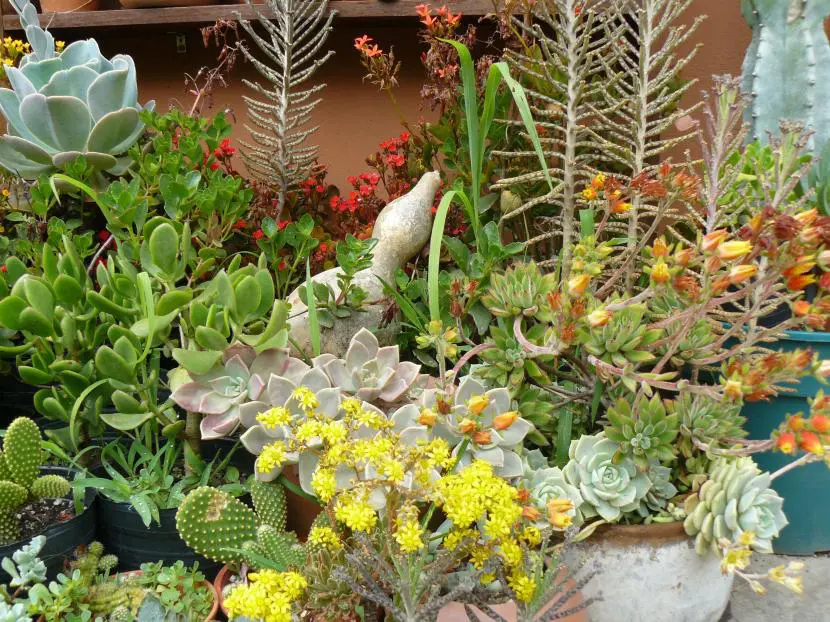 Decorar el jardín con plantas suculentas