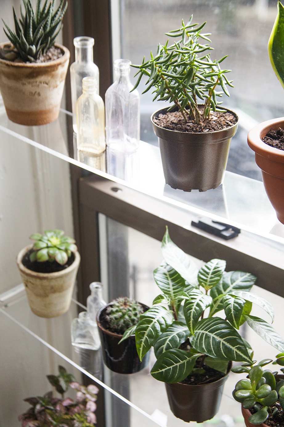 Plantas cerca de la luz