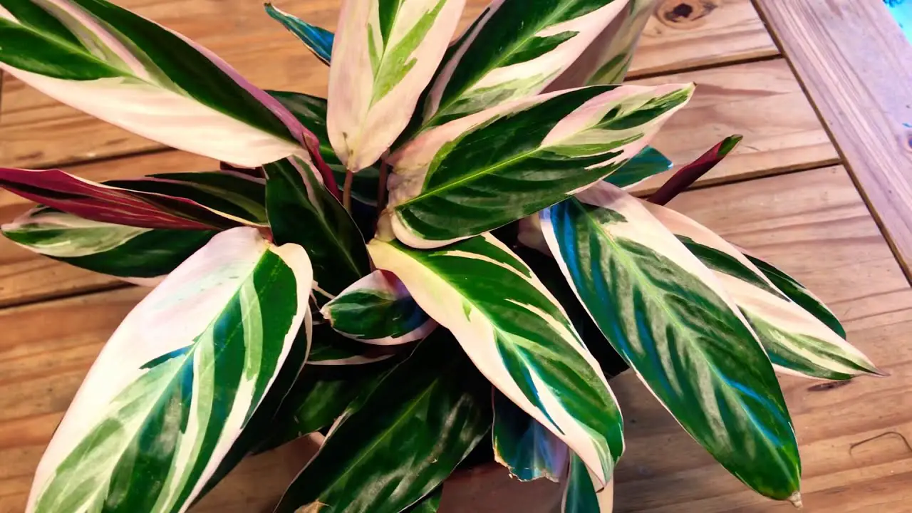 Calathea