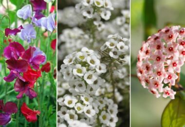 5 plantas que pueden perfumar tu casa por la noche