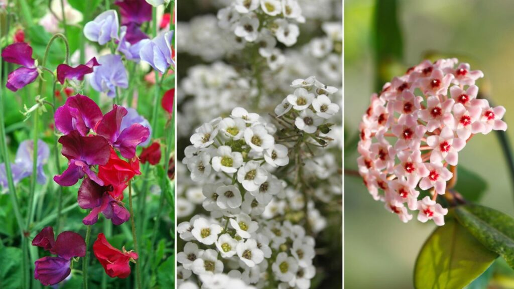 5 plantas que pueden perfumar tu casa por la noche