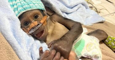 Rescatan a gorilla recién nacido