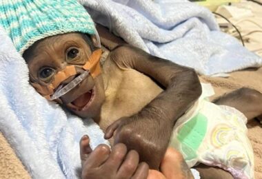 Rescatan a gorilla recién nacido