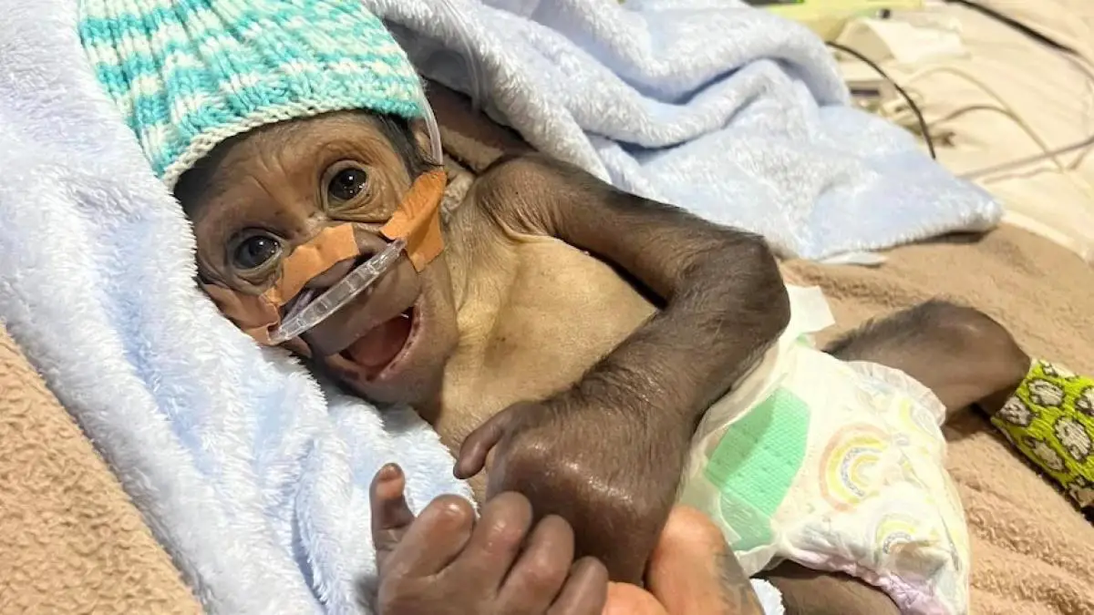 Rescatan a gorilla recién nacido