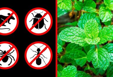Plantas que te ayudarán a mantener alejados a los insectos