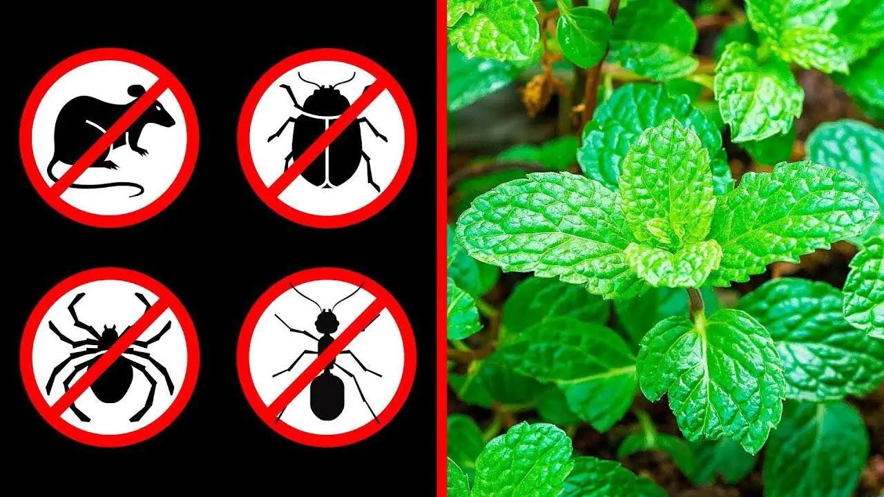 Plantas que te ayudarán a mantener alejados a los insectos
