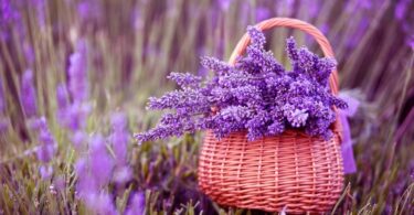 lavanda en el hogar