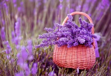 lavanda en el hogar