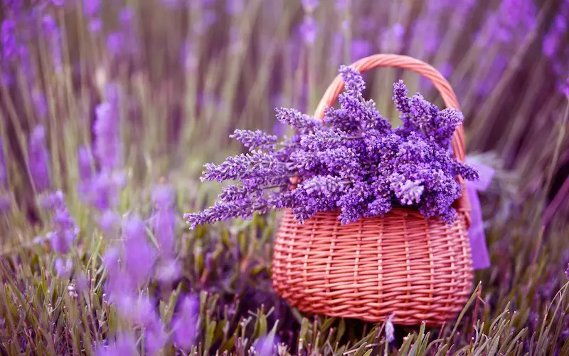 lavanda en el hogar