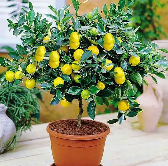 Planta de limón en maceta