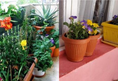 Plantas para decorar el balcón