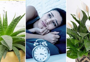 Plantas de interior para tratar el insomnio