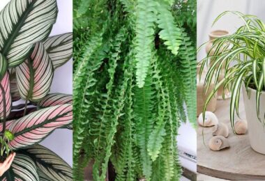 Plantas que pueden remover el moho
