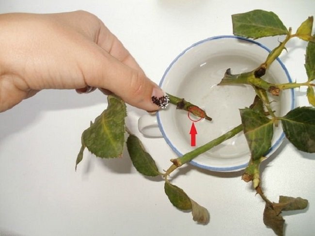 Rosa en agua de miel para largar raíces