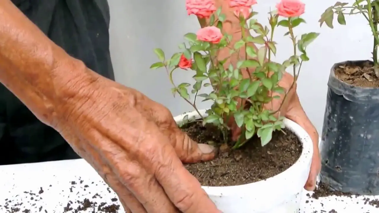 Rosas ya cultivadas en casa