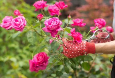 Aprende a cultivar rosas en casa